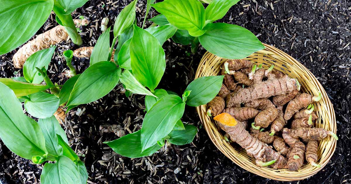 How-to-Grow-Turmeric-FB